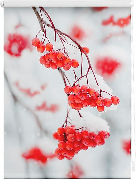 LICHTBLICK ORIGINAL Seitenzugrollo »Klemmfix Motiv Vogelbeeren«, Lichtschut günstig online kaufen