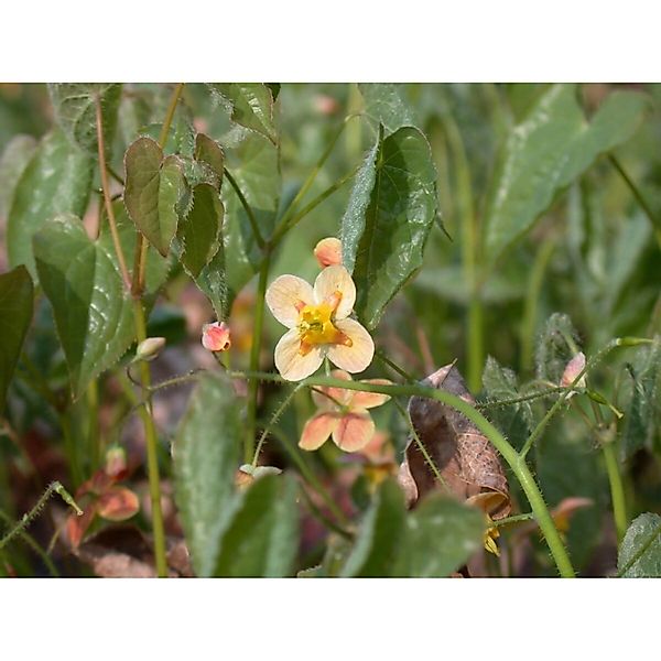 Epimedium X Warleyense Orangekönigin Elfenblume Ca. 9x9 cm Topf günstig online kaufen
