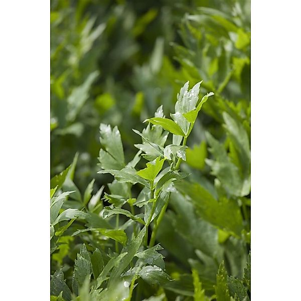 Levisticum Officinale Liebstöckel Ca. 9x9 cm Topf günstig online kaufen
