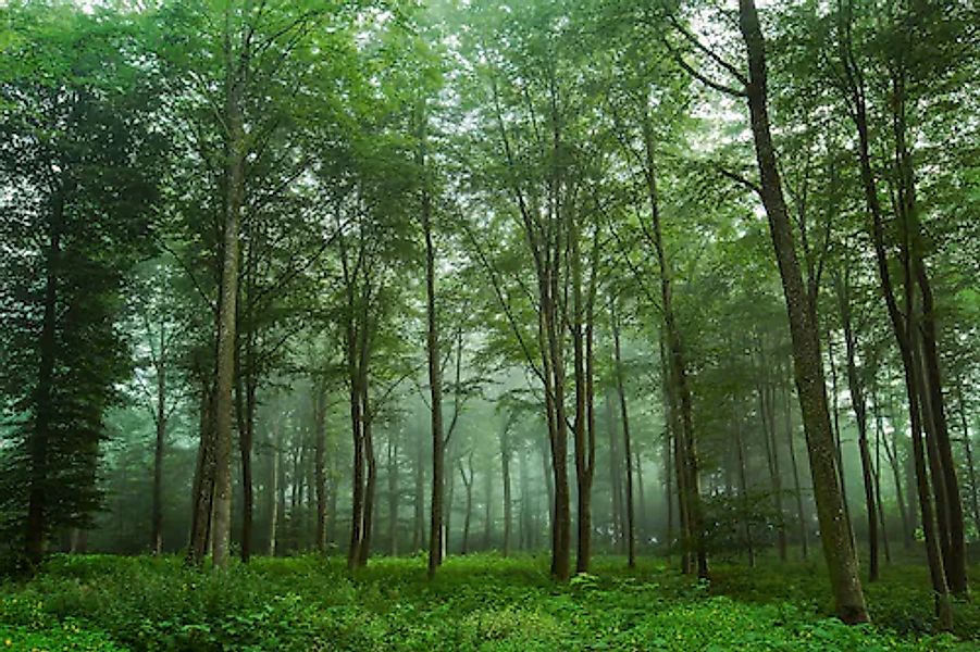 Papermoon Fototapete »Photo-Art LEIF LONDAL, BLICK AUF DEN WALD« günstig online kaufen