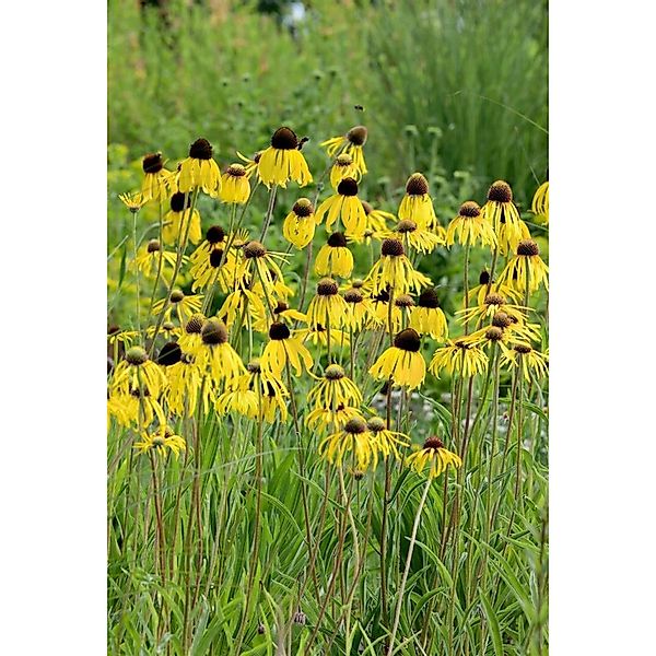 Echinacea Paradoxa Gelber Sonnenhut Ca. 9x9 cm Topf günstig online kaufen