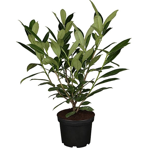 OBI Kirschlorbeer Caucasica Höhe ca. 40 - 60 cm Topf ca. 3, Prunus günstig online kaufen