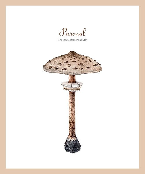 queence Bild mit Rahmen "Pilz", Jahreszeiten-Pilze-Weihnachten, (1 St.), Pr günstig online kaufen
