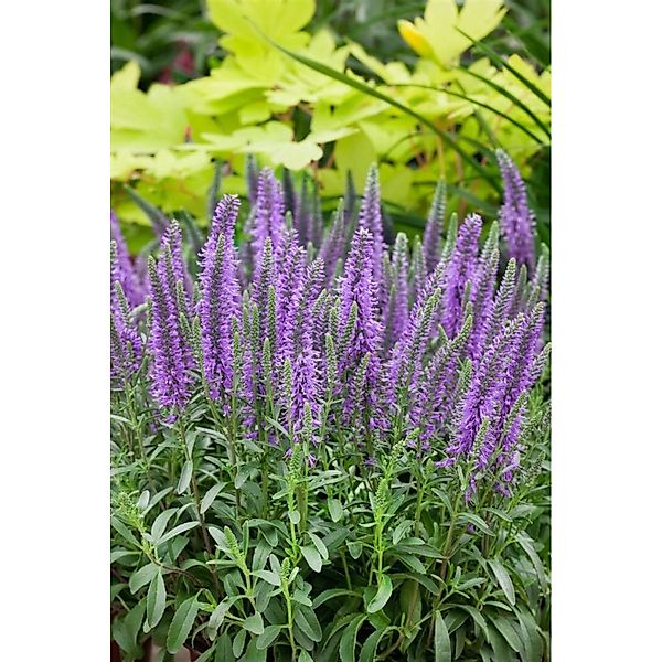 Veronica Spicata Nana Blauteppich Ähriger Ehrenpreis Gen. Ca. 9x9 cm Topf günstig online kaufen