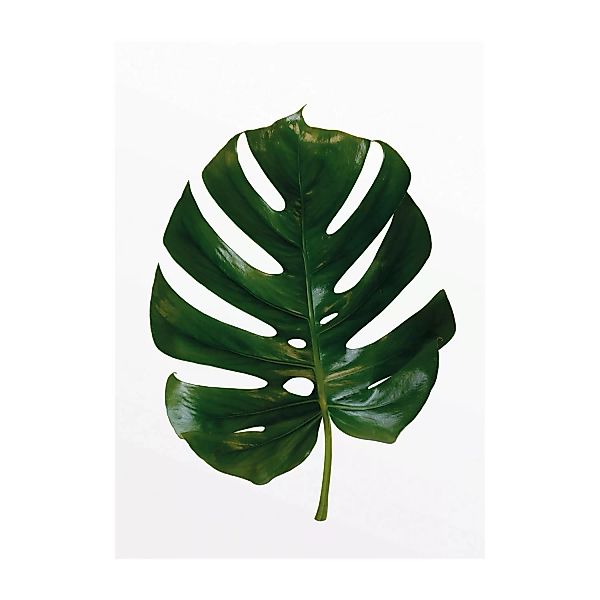 Komar Wandbild Monstera Leaf 30 cm x 40 cm günstig online kaufen