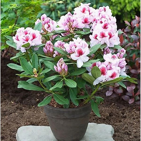 Großblumige Rhododendron Belami 40-50cm - Alpenrose günstig online kaufen