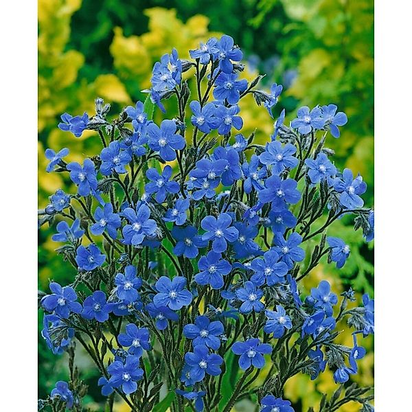 Anchusa Azurea Dropmore Italienische Ochsenzunge Ca. 11x11 cm Topf günstig online kaufen