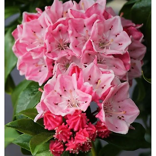 Großer Berglorbeer Olympic Fire 25-30cm - Kalmia,atifolia günstig online kaufen