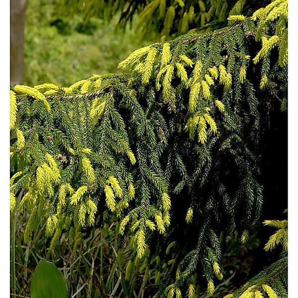 Goldspitzen-Fichte Aureaospicata 80-100cm - Picea orientalis günstig online kaufen