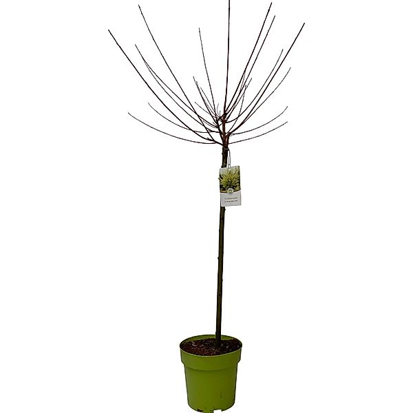 Harlekinweide Topf-Ø ca. 17 cm Salix Hakuro Nishiki günstig online kaufen