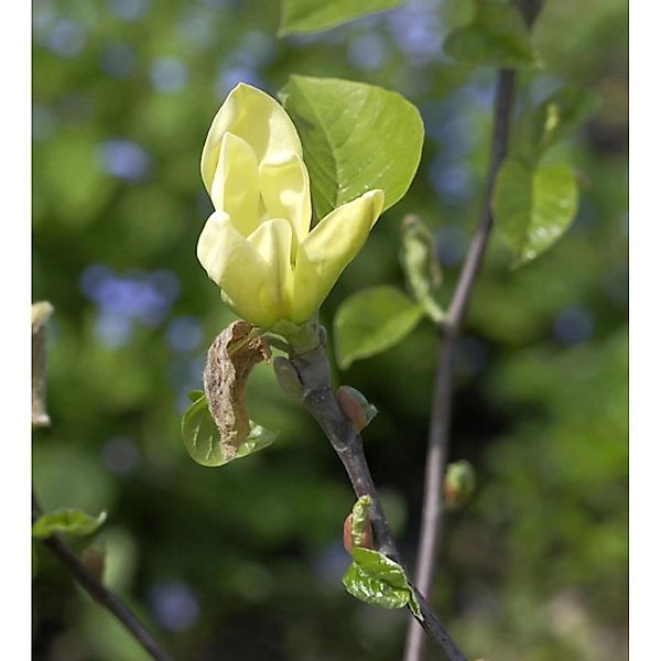 Magnolie Yellow Joy 80-100cm - Magnolia günstig online kaufen