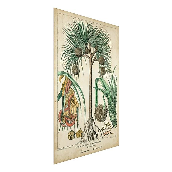 Forexbild Blumen - Hochformat Vintage Lehrtafel Exotische palmen I günstig online kaufen