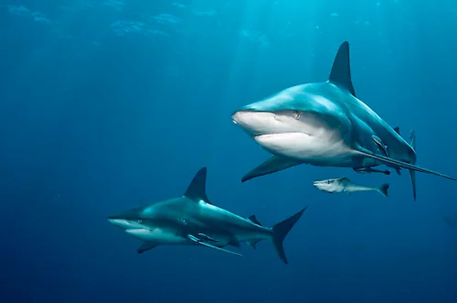 Papermoon Fototapete »SCHWARZSPITZEN-HAI-MEER UNTERWASSERWELT FISCHE DELFIN günstig online kaufen