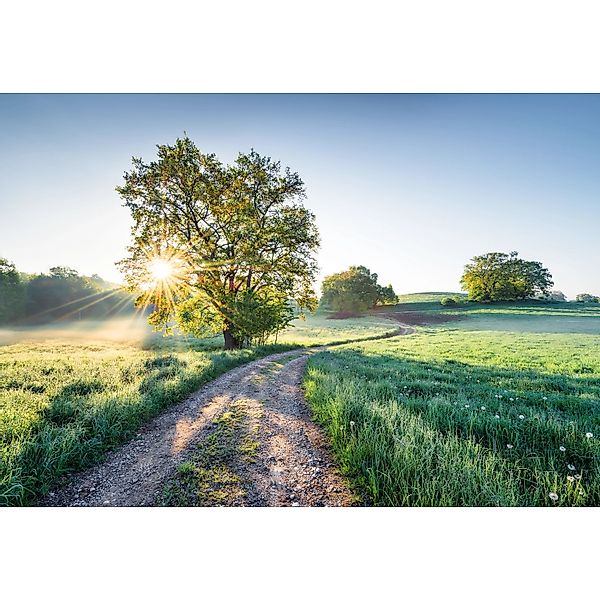 Komar Tapete Meadow Trail 368 x 254 cm günstig online kaufen