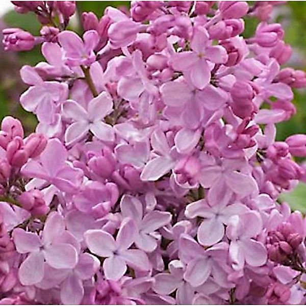 Edelflieder Esther Staley - Kircher-Collection 40-60cm - Syringa hyacinthif günstig online kaufen