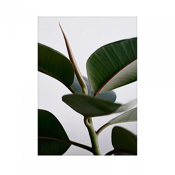 Paper Collective - Green Home 02 Kunstdruck 30x40cm - grün, weiß, grau, bra günstig online kaufen