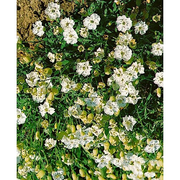 Silene Uniflora Weißkehlchen Ca. 9x9 cm Topf günstig online kaufen