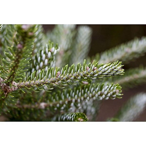 Abies Koreana Silberlocke Koreatanne Silberne Nadeln 125–150 cm günstig online kaufen