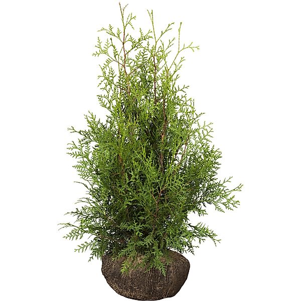 Lebensbaum Smaragd Set à 30 Stück Höhe ca. 80 - 100 cm Ballenware Thuja günstig online kaufen