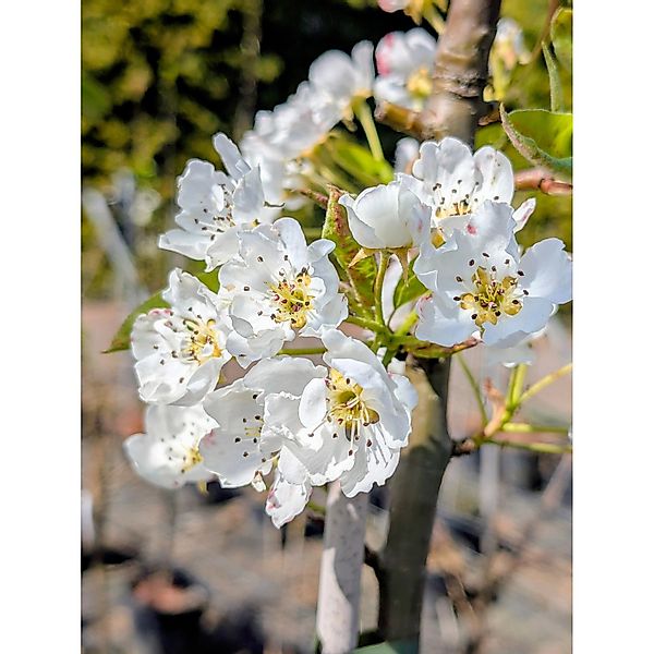 Birne Alexander Lukas 100 - 120 cm Pyrus communis günstig online kaufen