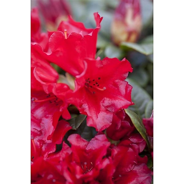 Rhododendron Repens Bengal Leuchtend Rot 50–60 cm günstig online kaufen