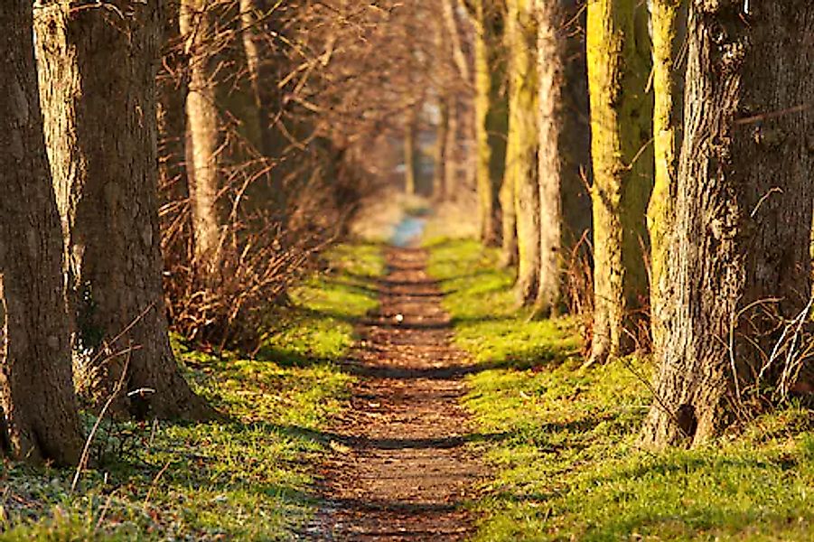 Papermoon Fototapete »Forest Walk Tunnel« günstig online kaufen