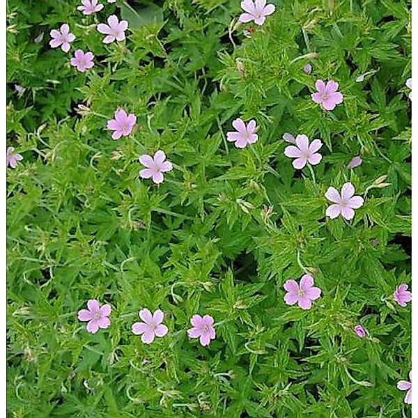 Rosa Storchschnabel - Geranium endressii günstig online kaufen