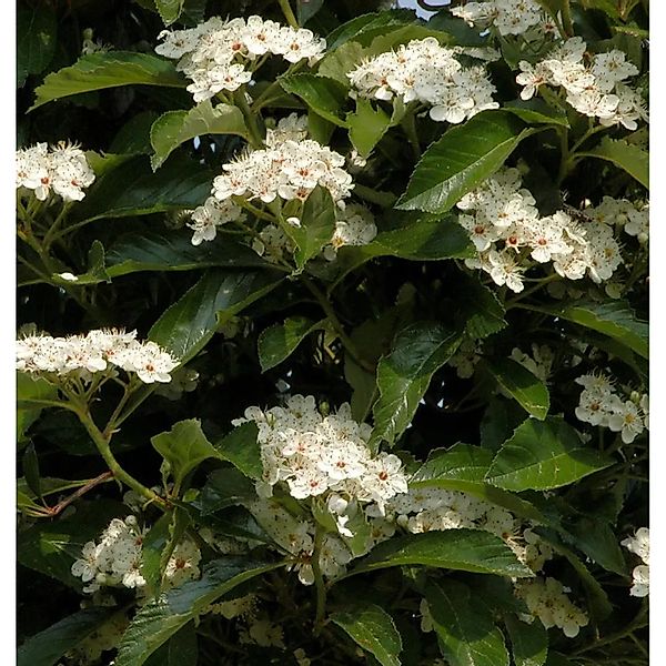 Apfeldorn 100-125cm - Crataegus,avallei günstig online kaufen