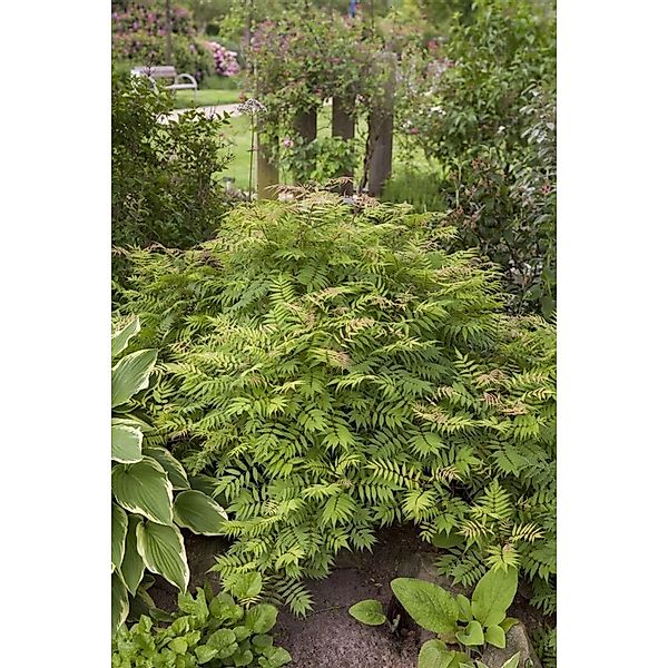 Sorbaria Sorbifolia Sem Fiederspiere Buntes Laub 60–100 cm günstig online kaufen