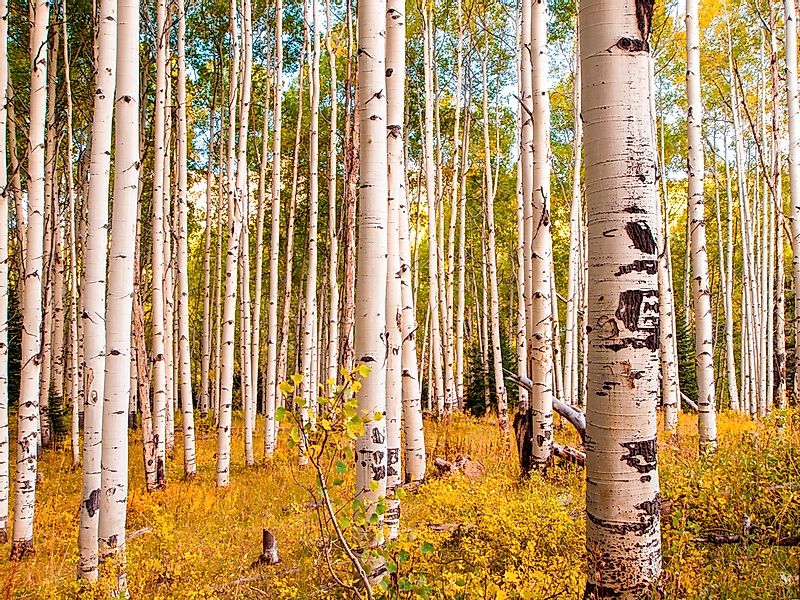 Papermoon Fototapete »Birches in Colorado Rocky Mountains« günstig online kaufen