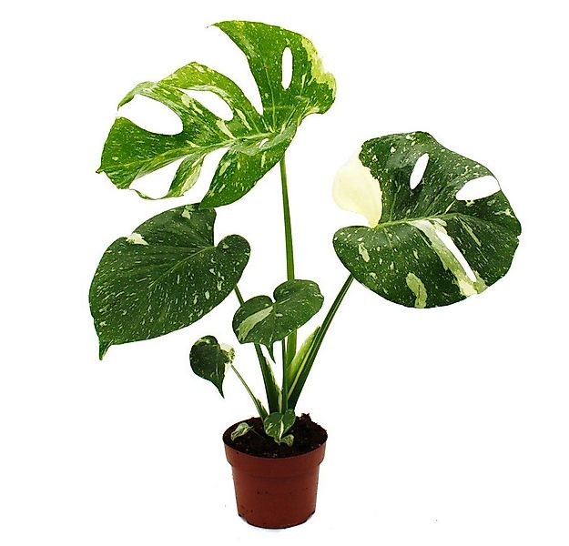 Exotenherz Zimmerpflanze Monstera Thai-Constellation gemustertes Fensterbla günstig online kaufen