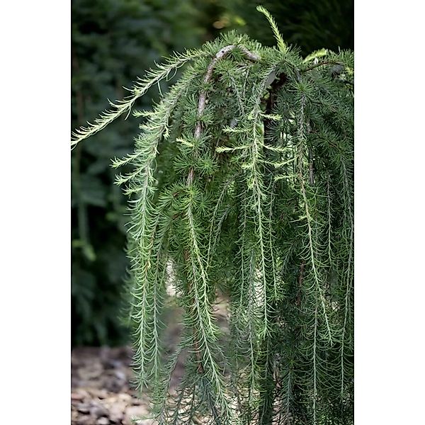 Larix Kaempferi Pendula Japanische Lärche Hängend 175–200 cm günstig online kaufen