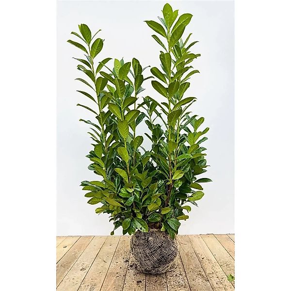 Prunus,aurocerasus 'Novita' 100-120 cm günstig online kaufen