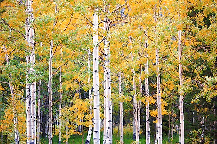 Papermoon Fototapete »Herbst Birkenwald« günstig online kaufen