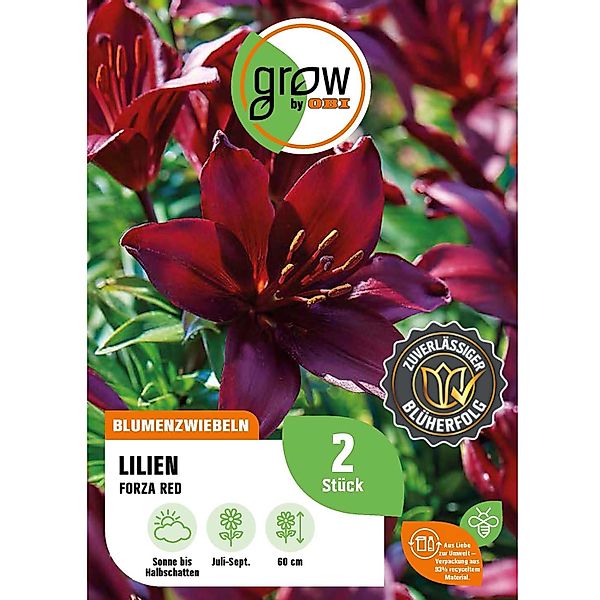 GROW by OBI Lilie Forza Red Höhe ca. 60 cm Lilium asatic günstig online kaufen