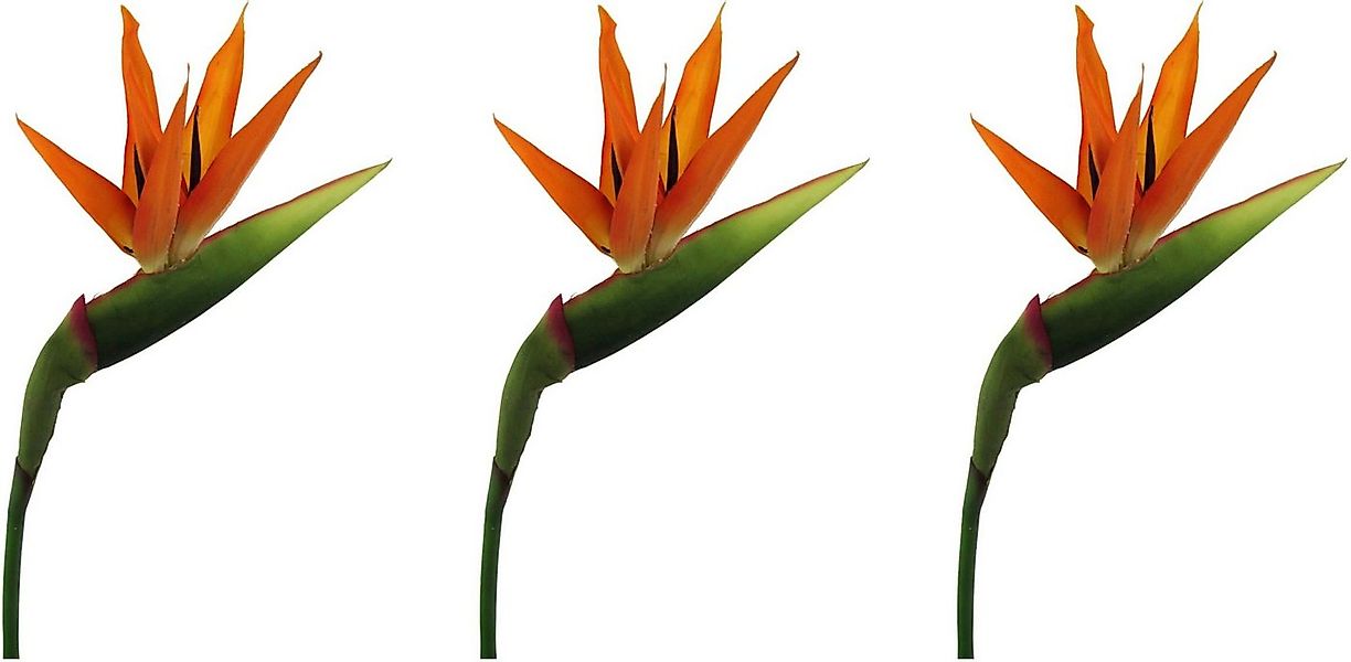 Kunstblume Strelitzie Mohn, Creativ green, Höhe 100 cm günstig online kaufen