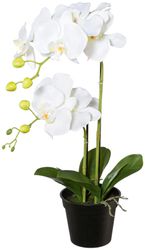 Kunstpflanze Orchidee, Creativ green, Höhe 55 günstig online kaufen