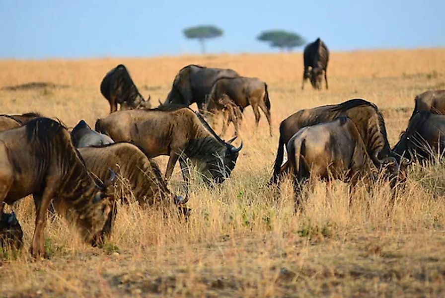 Papermoon Fototapete »Tiere in Natur« günstig online kaufen