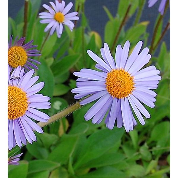 Frühsommeraster Wartburgstern - Aster tongolensis günstig online kaufen