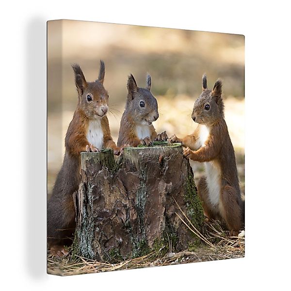 OneMillionCanvasses® Leinwandbild Drei Eichhörnchen um abgehackten günstig online kaufen