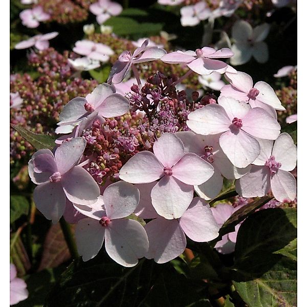 Teller Hortensie Rosalba 30-40cm - Hydrangea serrata günstig online kaufen