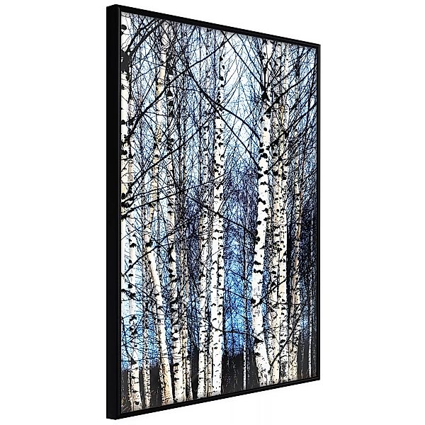 Poster - Winter Birch Trees günstig online kaufen