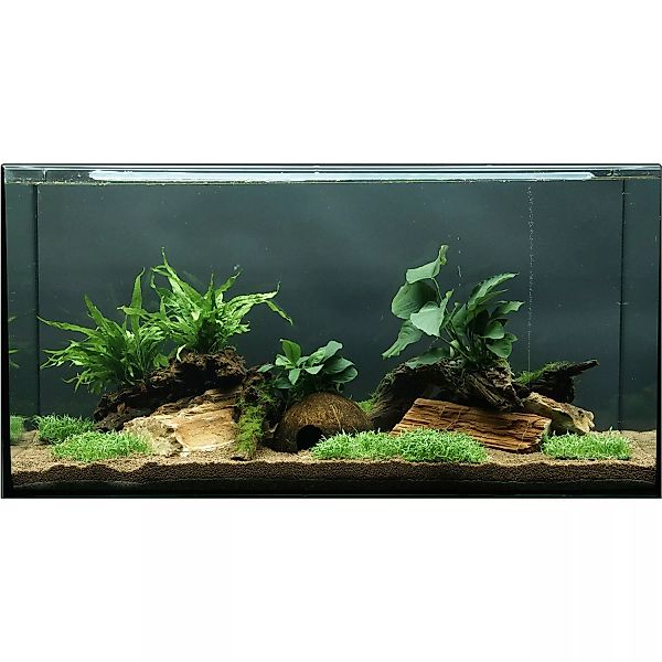 Dennerle Plants Aquariumpflanzen-Set Deko 80 cm - 120 cm Aquarium 12 Pflanz günstig online kaufen