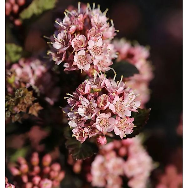 Blasenspiere Tiny Wine 30-40cm - Physocarpus opulifolius günstig online kaufen
