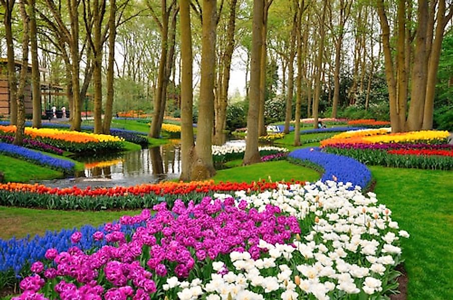 Papermoon Fototapete »Tulips in Keukenhof Park« glatt günstig online kaufen