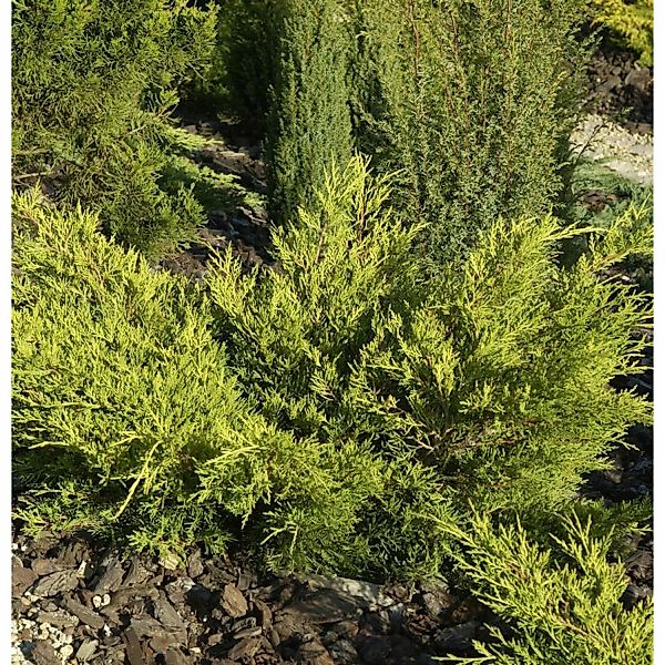 Goldgelber Wacholder Gold Coast 60-80cm - Juniperus media günstig online kaufen