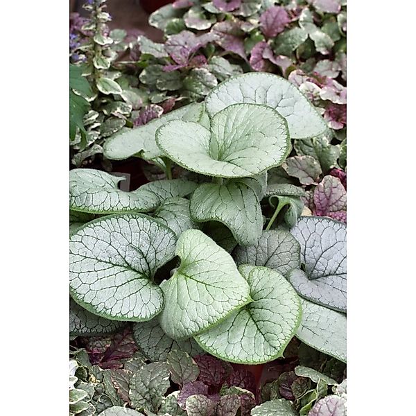 Brunnera Macrophylla Looking Glass Kaukasusvergissmeinnicht Ca. 11x11 cm To günstig online kaufen