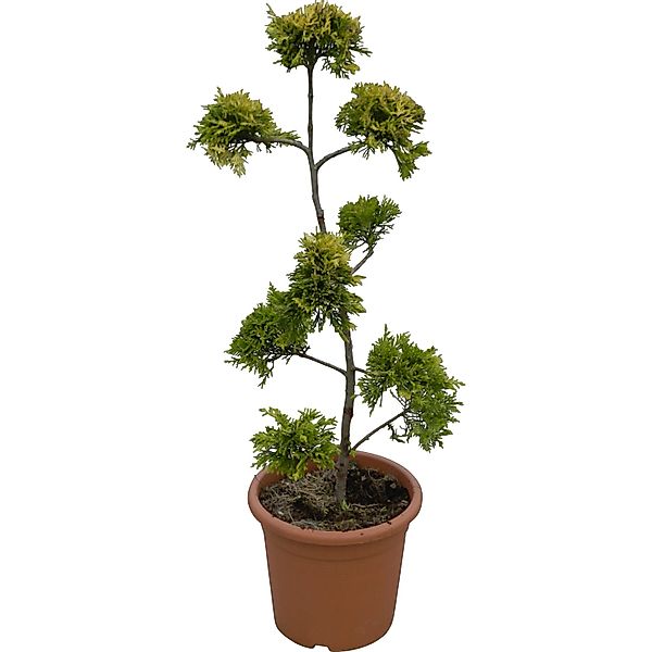 OBI Portugiesischer Kirschlorbeer Angustifolia Höhe ca.40 cm Topf ca.5l Pru günstig online kaufen