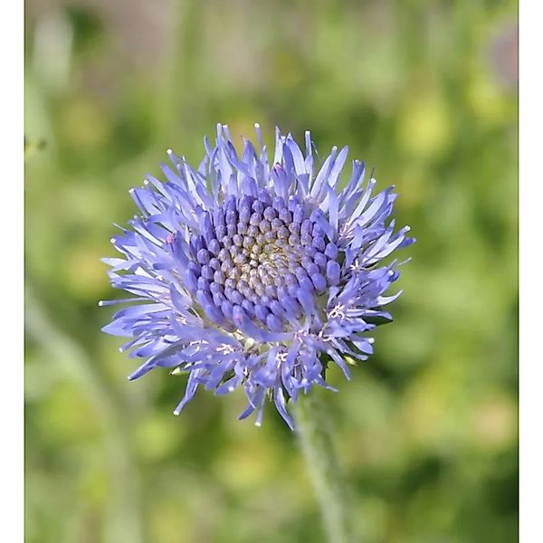 Ausdauernde Sandglöckchen - Jasione,aevis günstig online kaufen