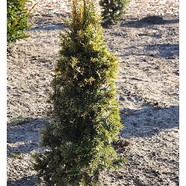 Gelbe Eibe 20-25cm - Taxus baccata Aurea günstig online kaufen